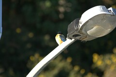 Todiramphus sanctus vagans