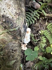 Scytinotus longinquus