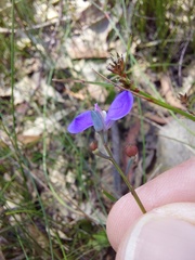 Comesperma sphaerocarpum