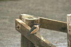 Todiramphus sanctus vagans