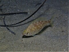 Parequula melbournensis