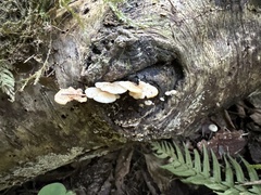 Scytinotus longinquus