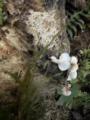 Scytinotus longinquus