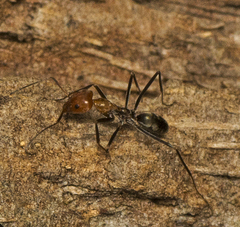 Iridomyrmex rubriceps