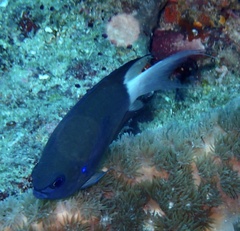 Pycnochromis caudalis
