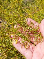 Persoonia nutans