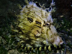 Chaetodermis penicilligerus