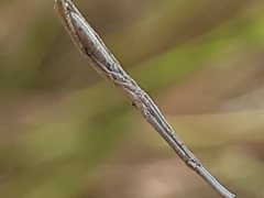 Miagrammopes caudatus