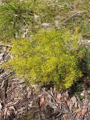 Persoonia nutans