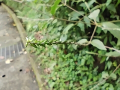 Achyranthes bidentata