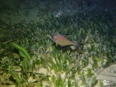 Pempheris klunzingeri