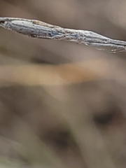 Miagrammopes caudatus