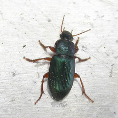 Ophonus laticollis
