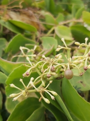 Angiospermae