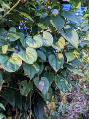 Dioscorea bulbifera