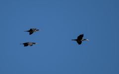 Phalacrocorax carbo hanedae