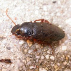 Harpalus griseus