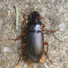 Harpalus griseus