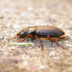 Harpalus griseus