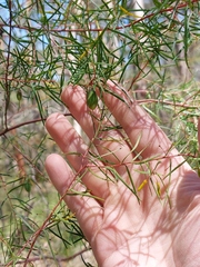 Persoonia nutans