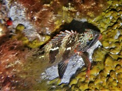 Goniistius rubrolabiatus