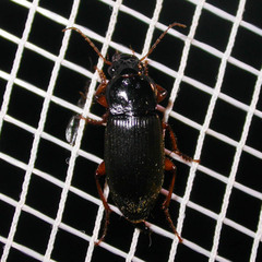 Harpalus griseus