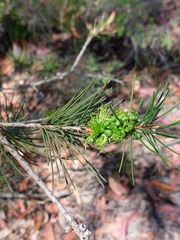 Melaleuca linearis acerosa