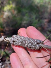 Melaleuca linearis acerosa