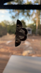 Crypsiphona ocultaria