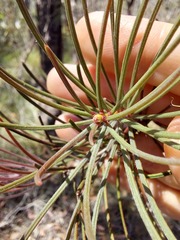 Melaleuca linearis acerosa