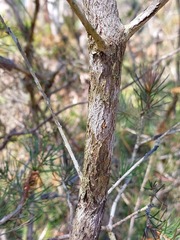 Melaleuca linearis acerosa