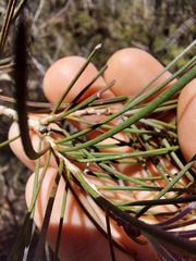 Melaleuca linearis acerosa