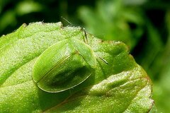 Cassida viridis