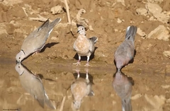 Streptopelia roseogrisea