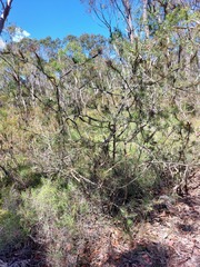Melaleuca linearis acerosa