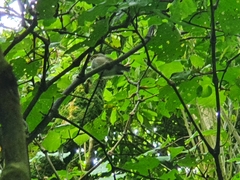 Zosterops lateralis lateralis