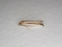 Erechthias chionodira