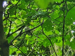 Zosterops lateralis lateralis