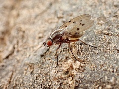 Anthomyia punctipennis
