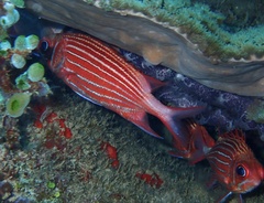 Sargocentron diadema