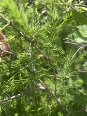 Asparagus nelsii