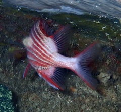Sargocentron diadema