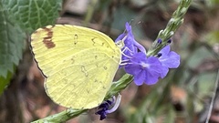 Eurema blanda arsakia
