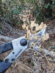 Toxicoscordion fremontii