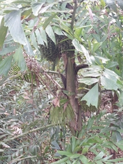 Caryota
