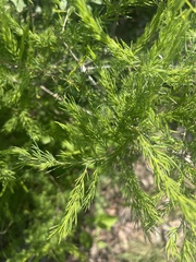 Asparagus nelsii