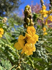 Senna didymobotrya