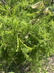 Asparagus nelsii