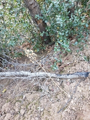 Toxicoscordion fremontii