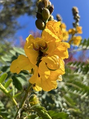 Senna didymobotrya